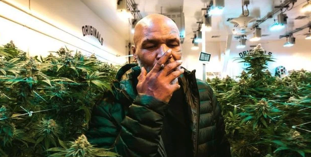 Mike Tyson fuma marijuana